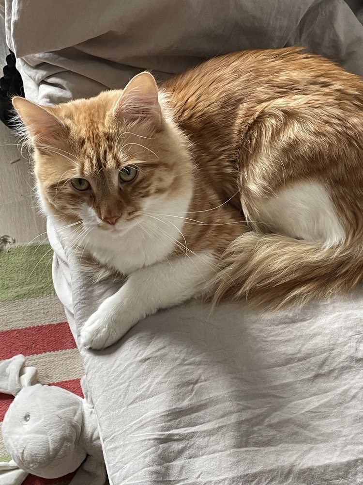 Photo of Sheldon